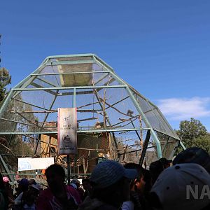 Monkey crowds, March 2016