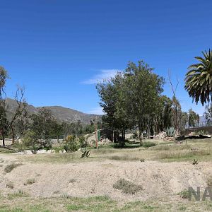 Spectacled bear enclosure, March 2016