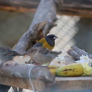 Peruvian sierra-finch, March 2016