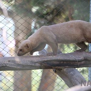 Pale tayra, March 2016