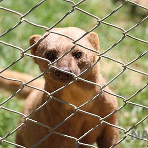 Pale tayra, March 2016