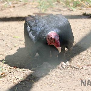 Turkey vulture, March 2016