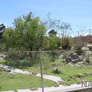Mountain viscacha enclosure, March 2016