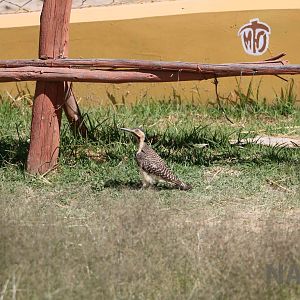 Southern Andean flicker (wild), March 2016