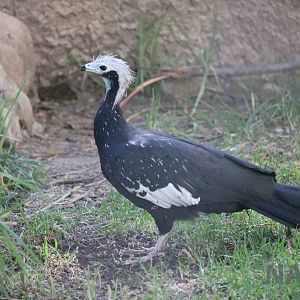 Blue-throated piping guan, March 2016