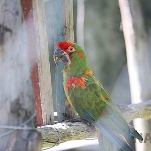 Red-fronted macaw, March 2016