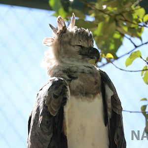 Harpy eagle, March 2016