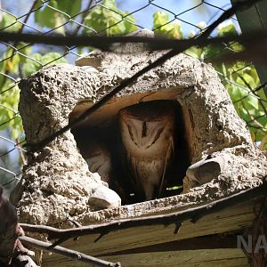 Barn owls, March 2016
