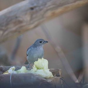 Sayaca tanager (wild), March 2016