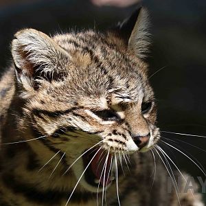Geoffroy's cat, March 2016