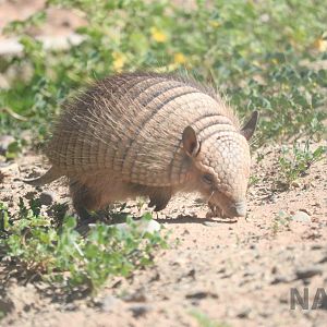 Screaming hairy armadillo, March 2016