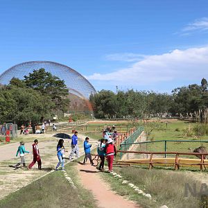 Rheas and giant aviaries, March 2016