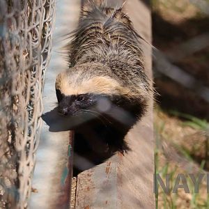 Lesser grison, March 2016