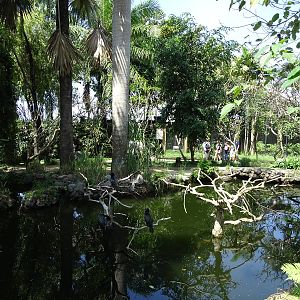 BBP 08/2016: Little cormorant enclosure