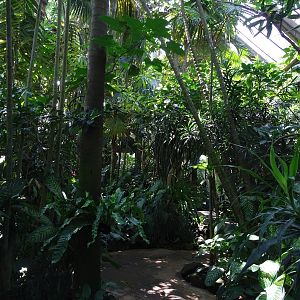 BBP 08/2016: Inside the Papua aviary