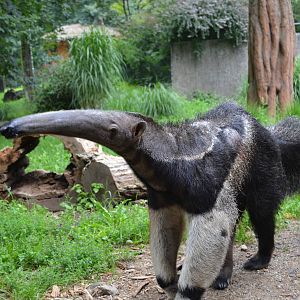 Enclosure for Giant anteaters at Olomouc Zoo