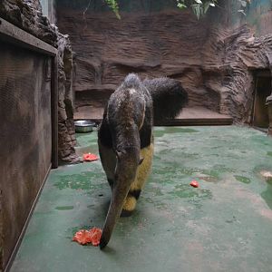 Enclosure for Giant anteaters at Olomouc Zoo