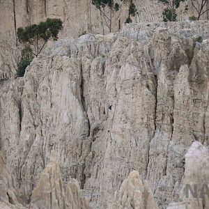 Wild mountain caracara, March 2016