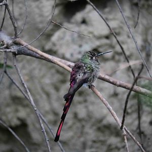 Wild red-tailed comet, March 2016