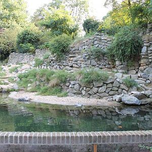 Enclosure African penguin