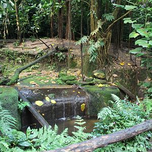 Enclosure Asian small-clawed otter