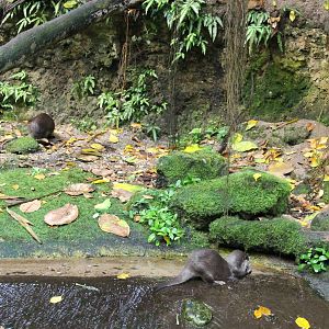 Asian small-clawed otters