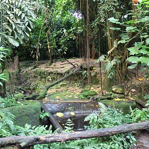 Enclosure Small clawed otter