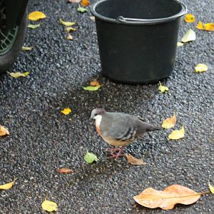 Luzon bleeding heart inspecting the cleaning work