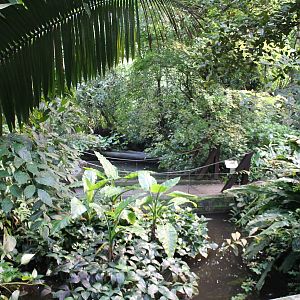 View into the Bush