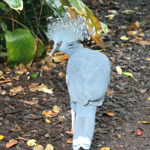 Victoria crowned pigeon