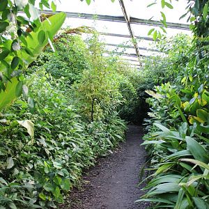 Smaller path-way in the Bush