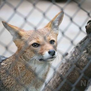 Pampas fox, March 2016