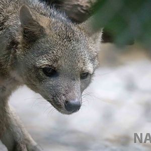 Crab-eating fox, March 2016