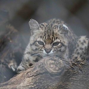 Geoffroy's cat, March 2016