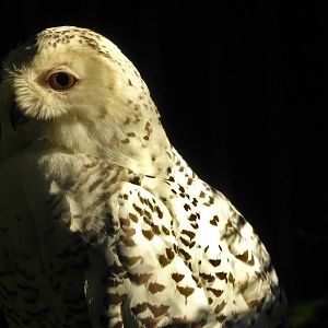Snowy Owl