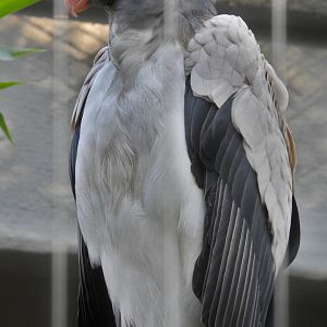 King Vulture