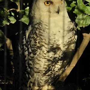 Snowy Owl