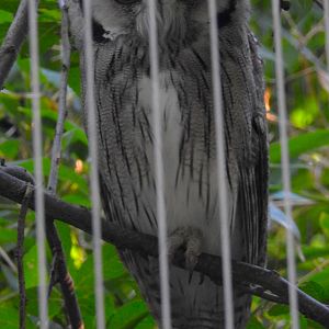 White Faced Scops Owl