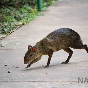 Wild agouti, March 2016