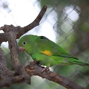 Canary-winged parakeet, March 2016