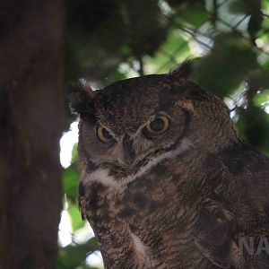 Great-horned owl, March 2016