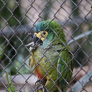 Red-bellied macaw, March 2016
