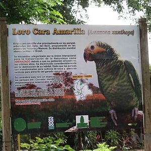 Yellow-faced parrot sign, March 2016