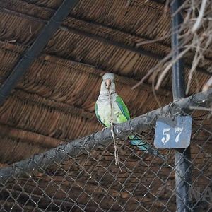 Monk parakeet building a nest, March 2016