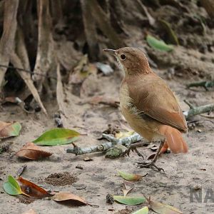 Wild rufous hornero, March 2016