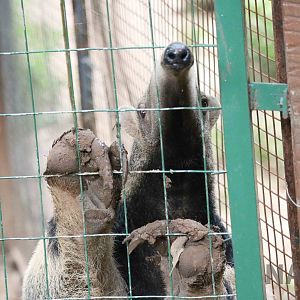 Giant anteater, March 2016