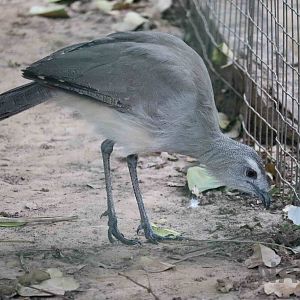Black-legged seriema, March 2016