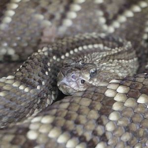 Neotropical rattlesnake, March 2016