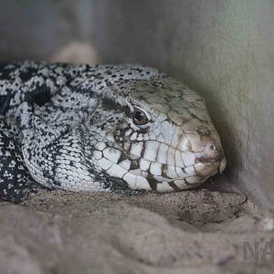 Black-and-white tegu, March 2016