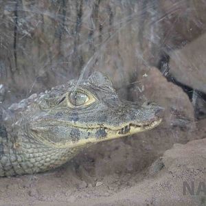 Young yacare caiman, March 2016